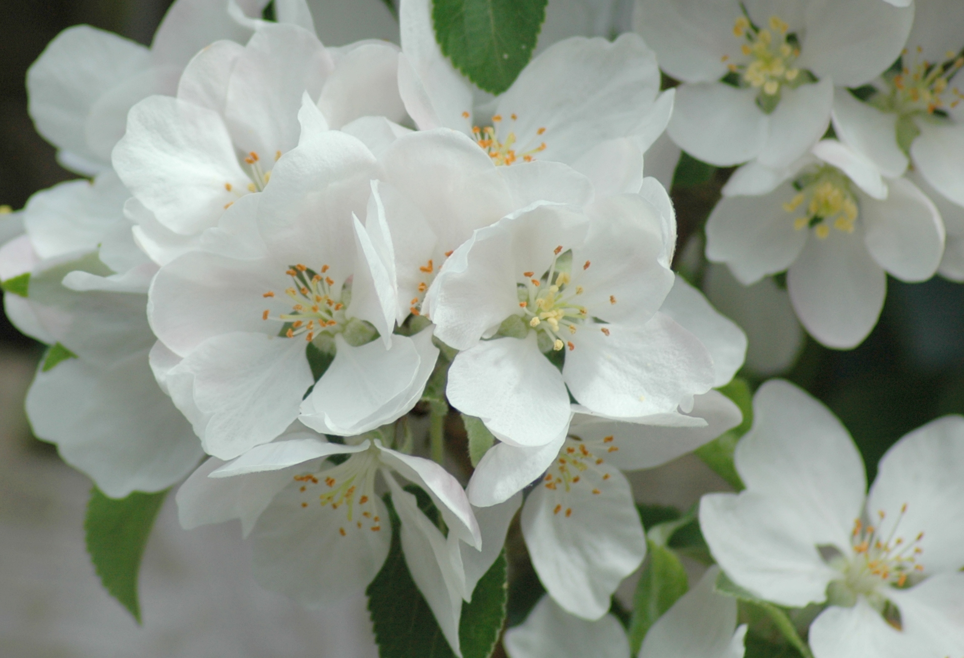 Apple Blossom Uk - HD Wallpaper 
