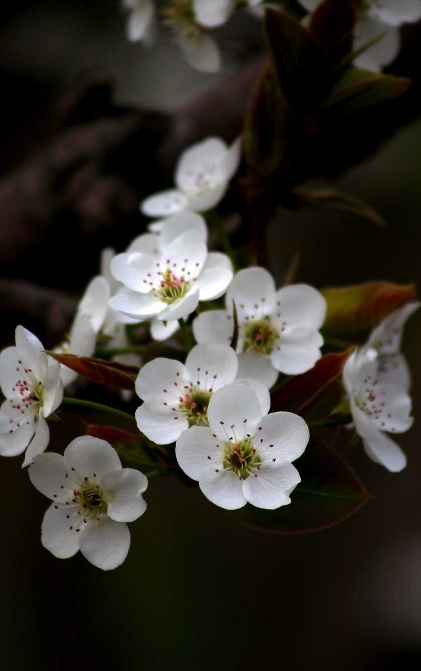White, Apple Blossom, Flowers, Wallpaper - Full Hd Apple Flower Wallpaper Download - HD Wallpaper 