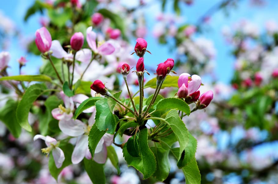 Apple Blossom, Spring, Apple Tree, Bloom, Garden, Apple - Flowering Dogwood - HD Wallpaper 
