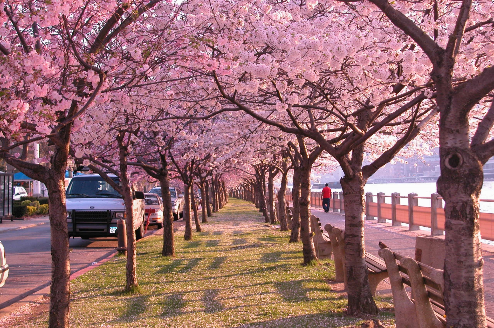 Cherry Blossom Wallpaper Anime Funny Amazing - Japan Cherry Blossom Walk - HD Wallpaper 