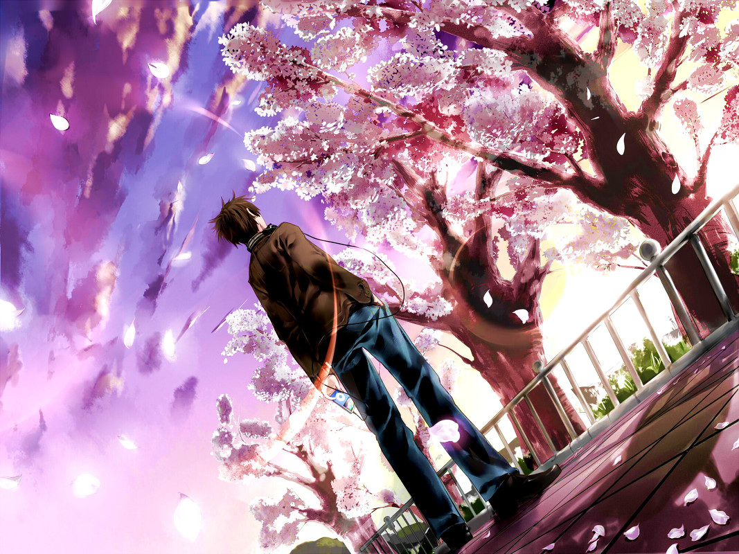 Anime And Anime Boy Image - Boy Under The Cherry Blossom - HD Wallpaper 