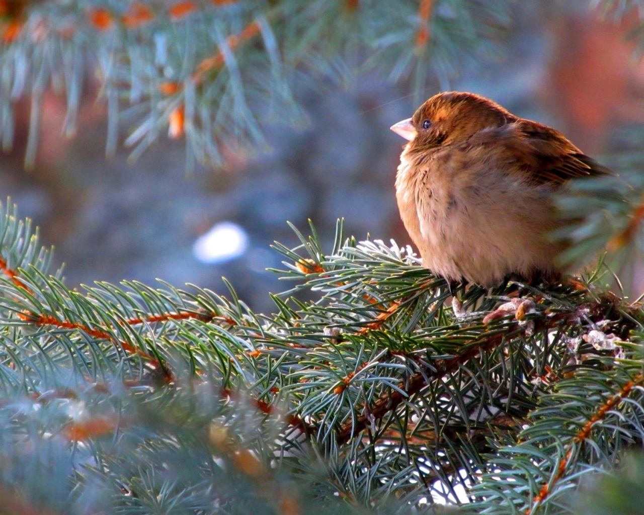 Sparrow Wallpaper For Desktop And Mobile Devices Jack - Sweet Sparrow - HD Wallpaper 