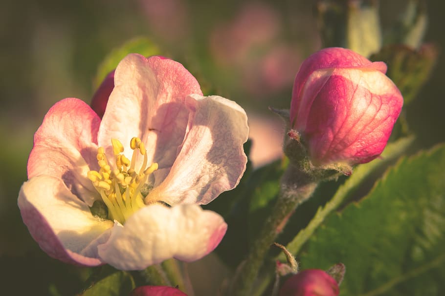 Pistil, Apple Blossom, Apple Tree, Bloom, Stamp, Bud, - Evergreen Rose - HD Wallpaper 