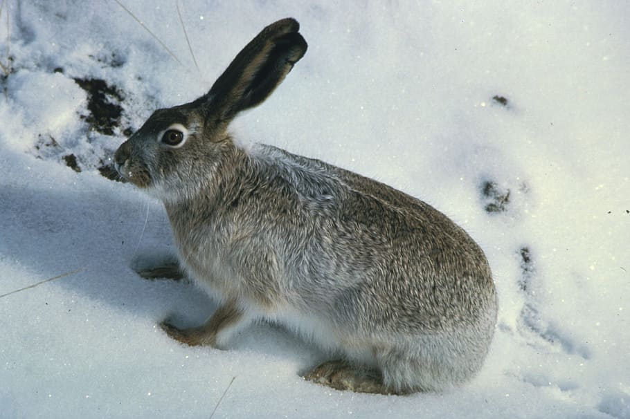 Rabbit, Jack, White-tailed, Snow, Bunny, Wildlife, - Conejos En El Hielo - HD Wallpaper 