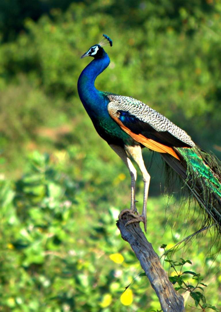 Flora And Fauna Of Kerala - HD Wallpaper 