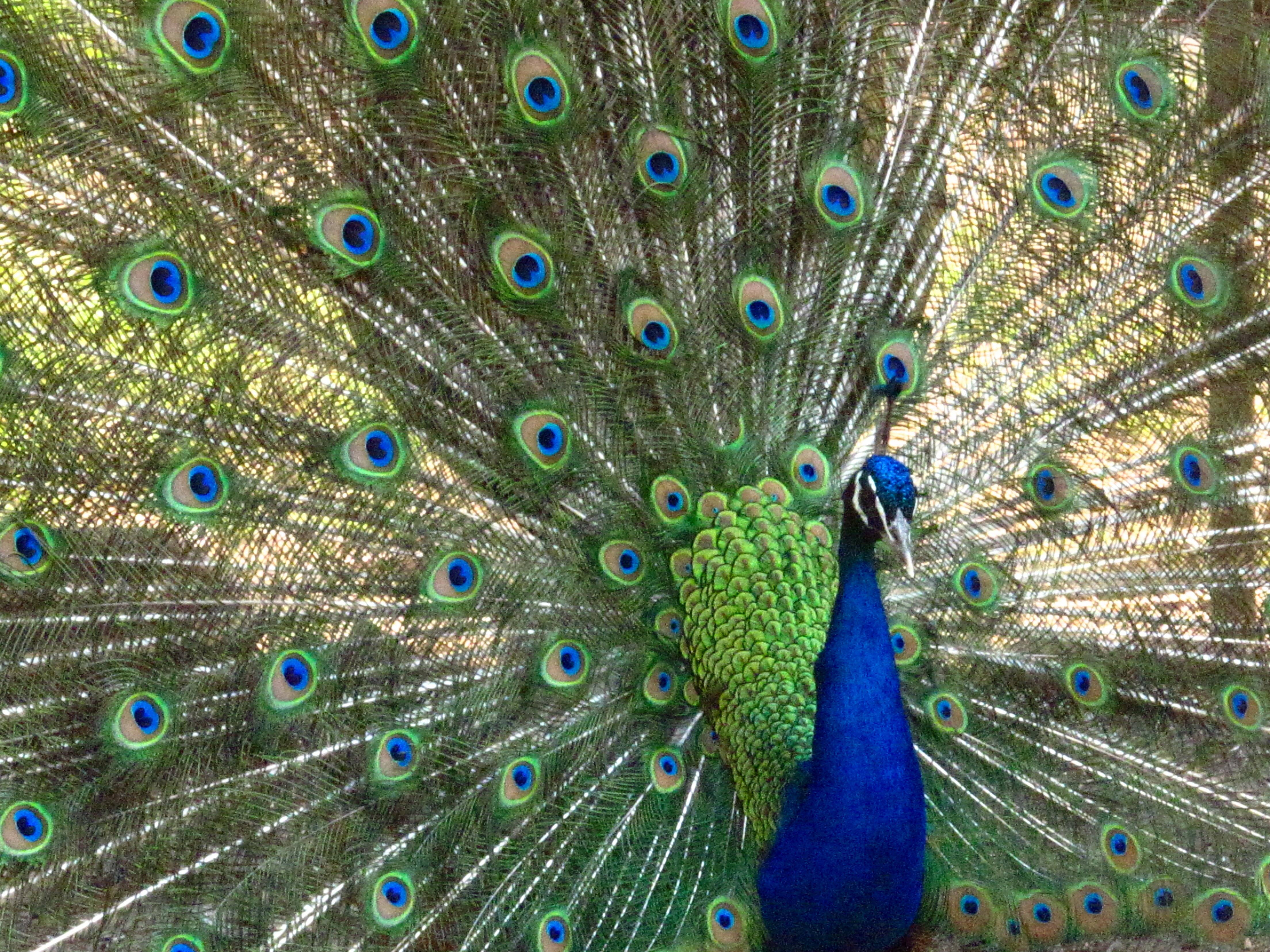 Peafowl - HD Wallpaper 