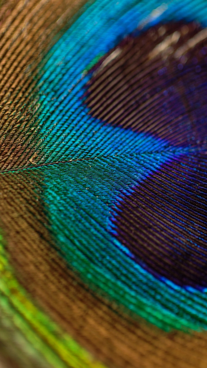 Peafowl - HD Wallpaper 