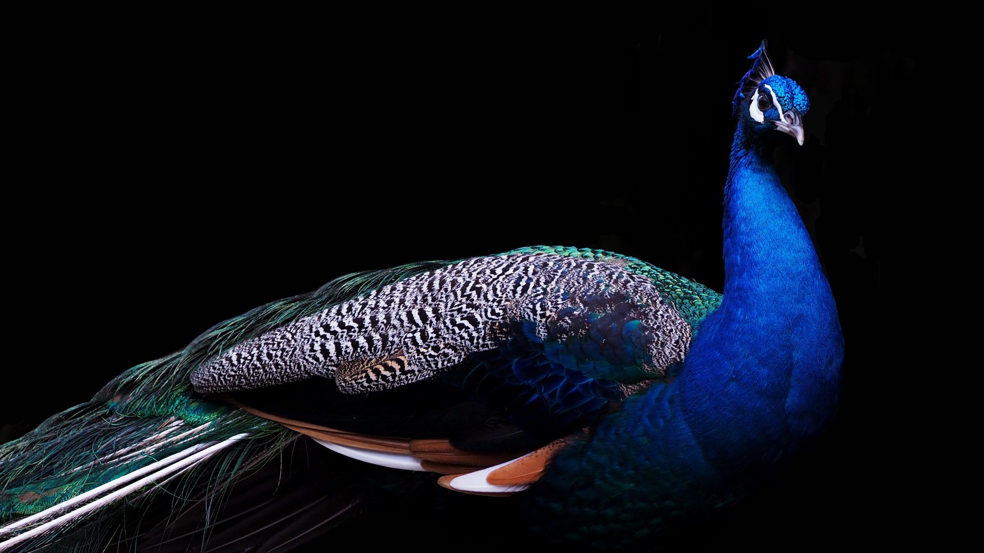 Peacocks With Black Background - HD Wallpaper 