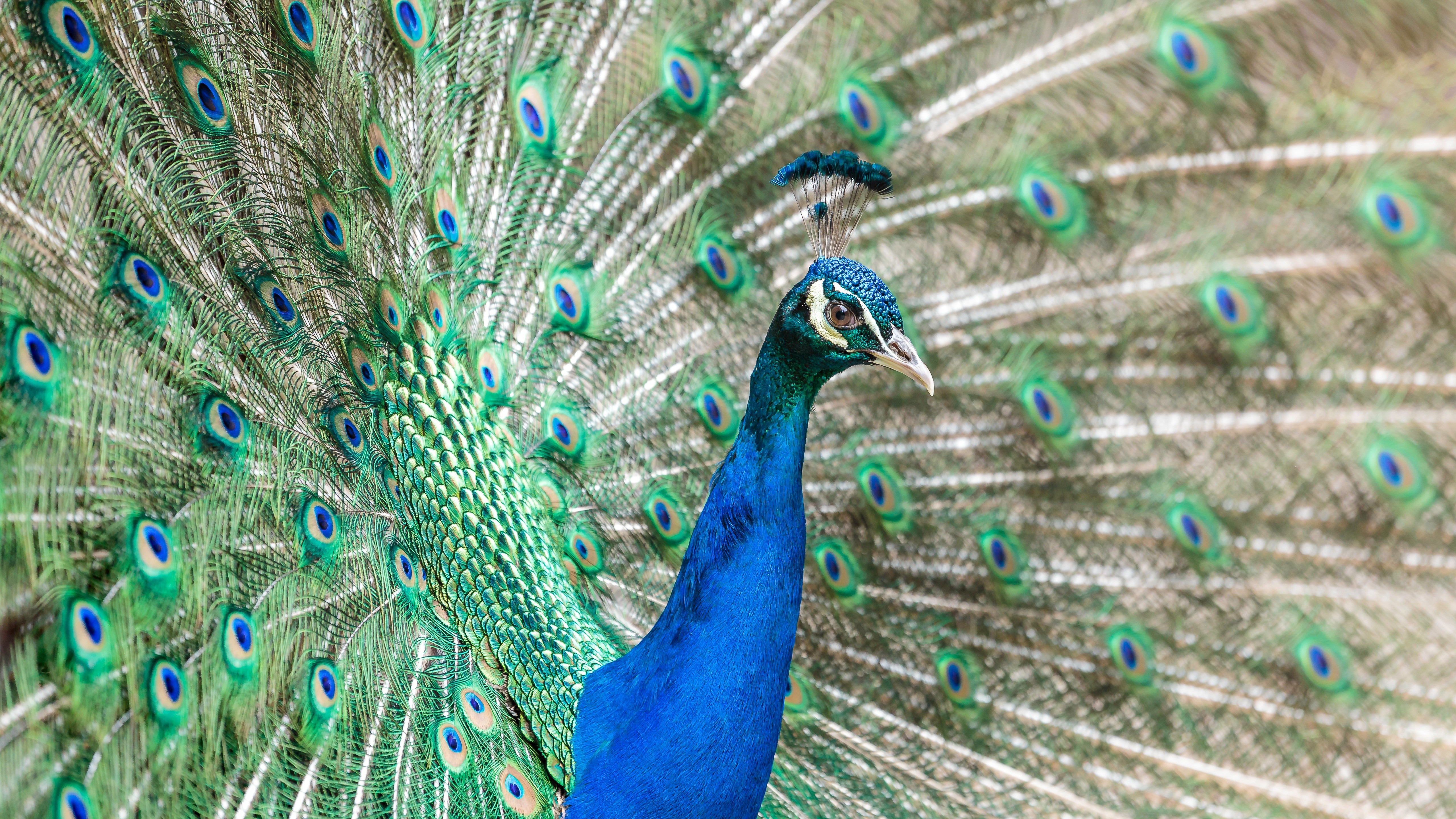 Beautiful Peacock Bird 5k Images - सुंदर सुंदर वॉलपेपर डाउनलोड - HD Wallpaper 