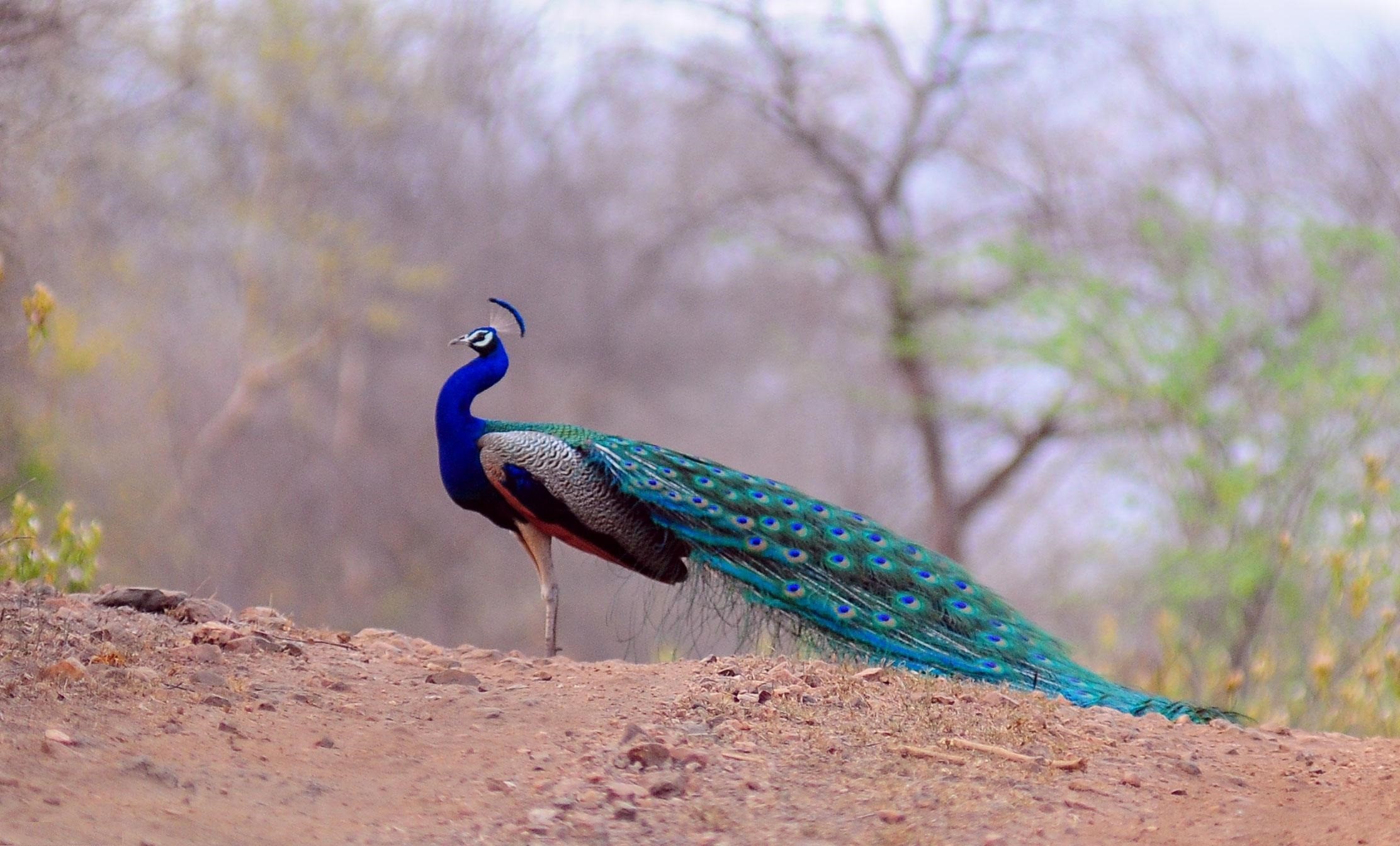 Peacock Images High Resolution - HD Wallpaper 