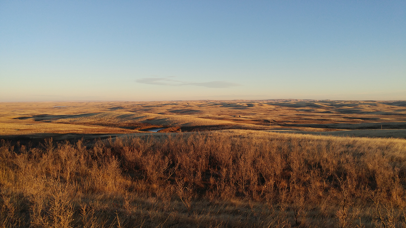 The North American Grasslands At Sunset - Cows In Canadian Grasslands - HD Wallpaper 