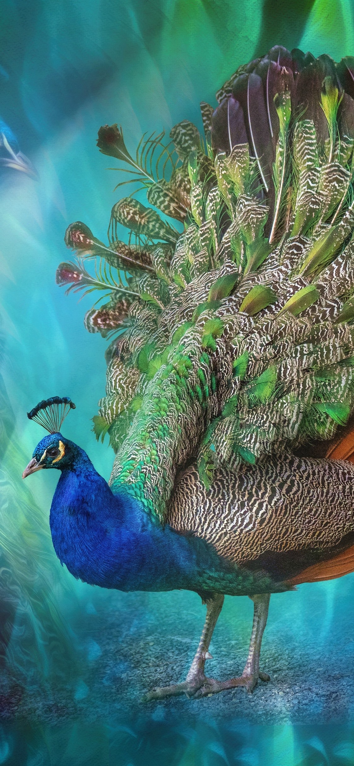 Iphone Wallpaper Peacock - 1125x2436 Wallpaper Iphone Wallpaper Peacock - 1125x2436 Wallpaper