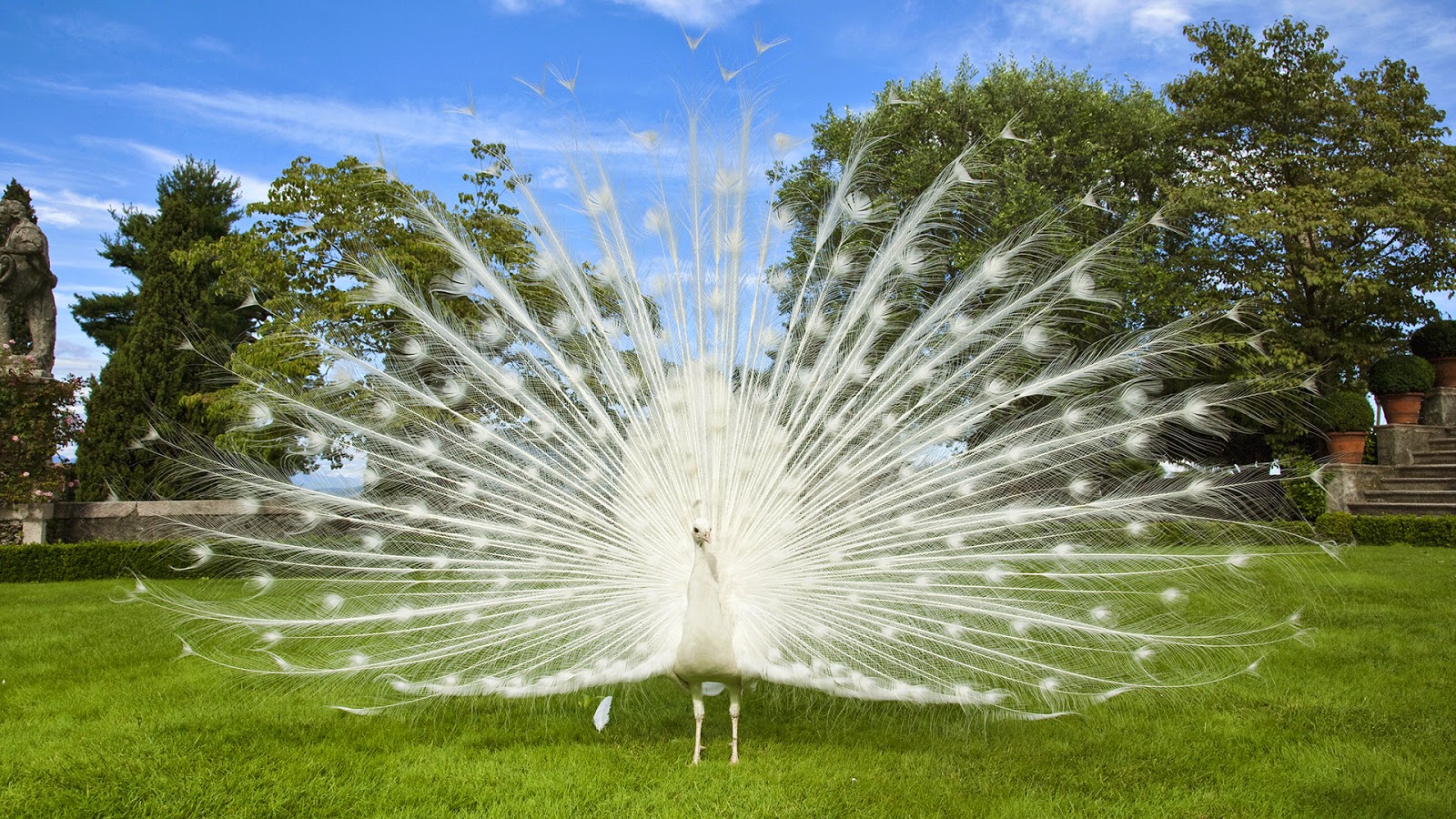 White Peacock High Quality - HD Wallpaper 