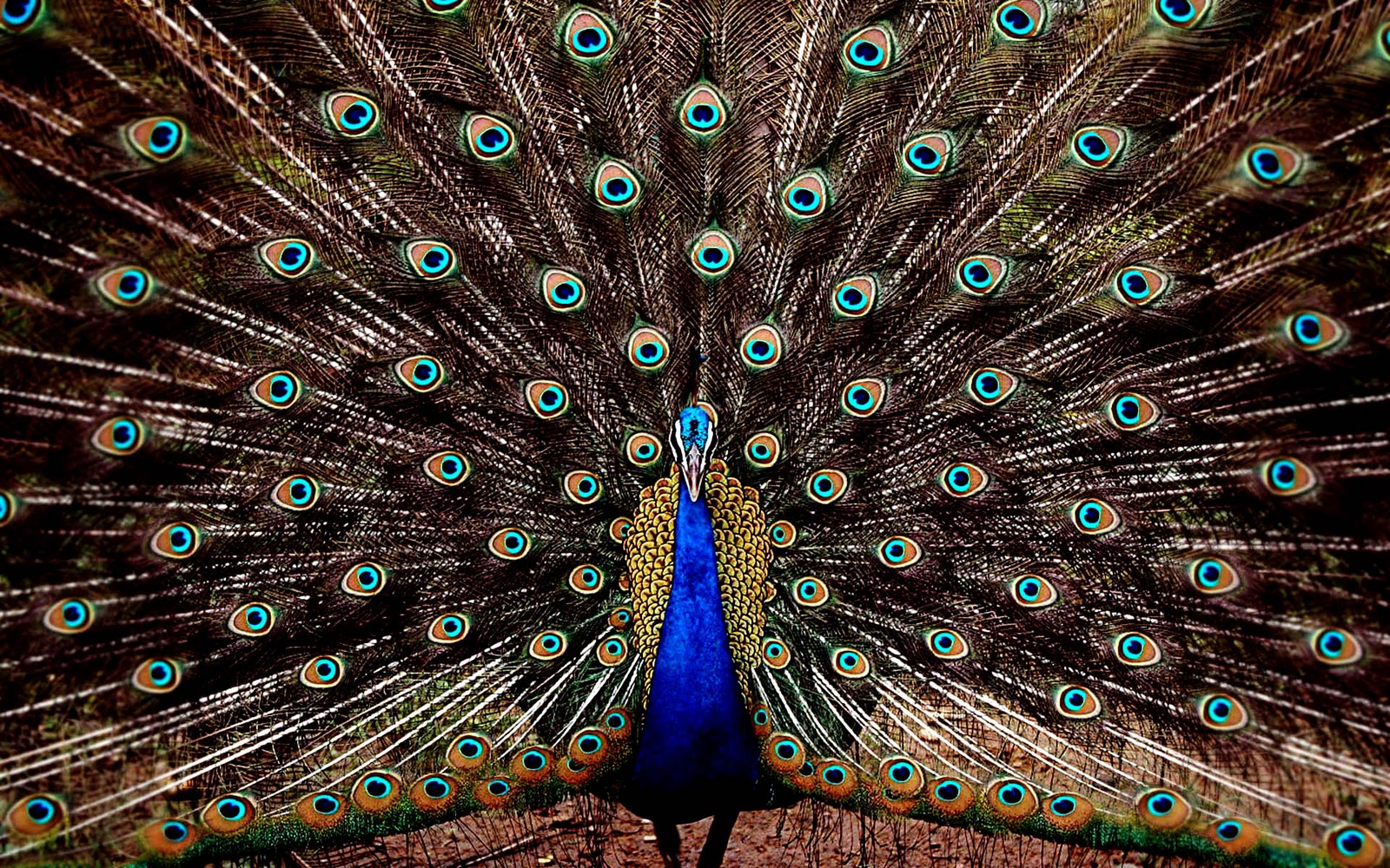 Peacock Beautiful Feather High Definition Wallpapers - High Resolution Colorful Desktop Backgrounds - HD Wallpaper 