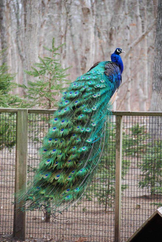 Beautiful Green Colored Peacock Wallpaper - طاووس مصری - 685x1024 Wallpaper  