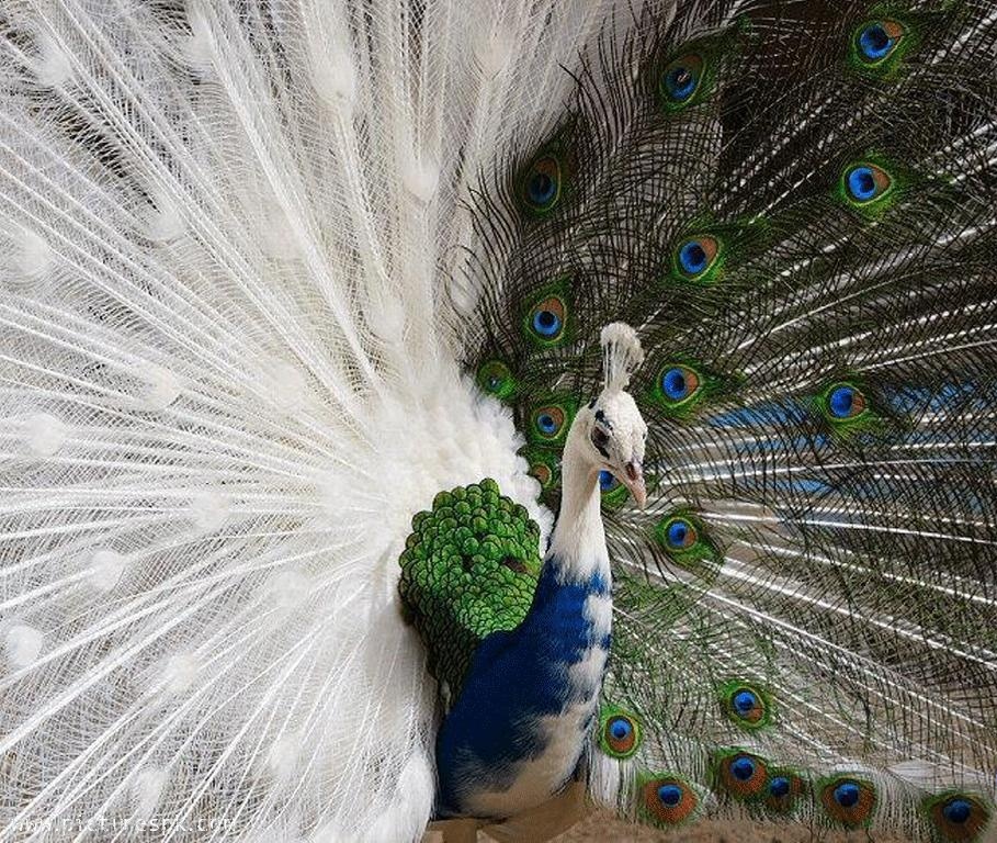 Beautiful White Peacock Allfreshwallpaper - White Peacock Images Free Download - HD Wallpaper 