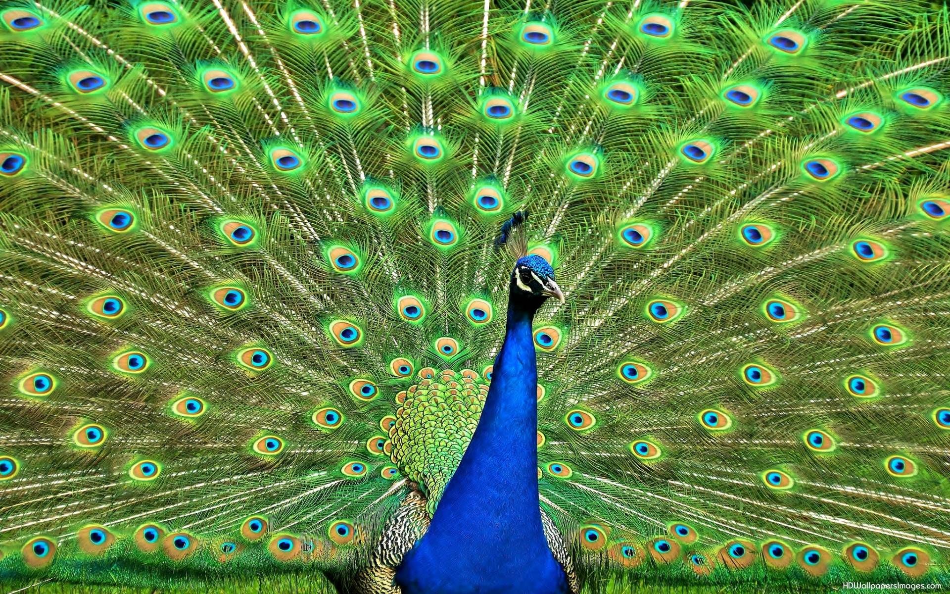 Wallpapers Of Peacock Feathers Hd 2015 - Full Size Peacock Full - HD Wallpaper 