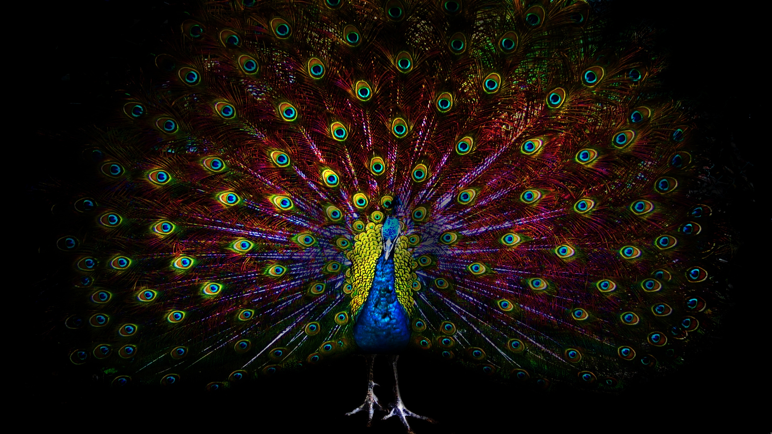 Peacock Feather Dark Background - HD Wallpaper 