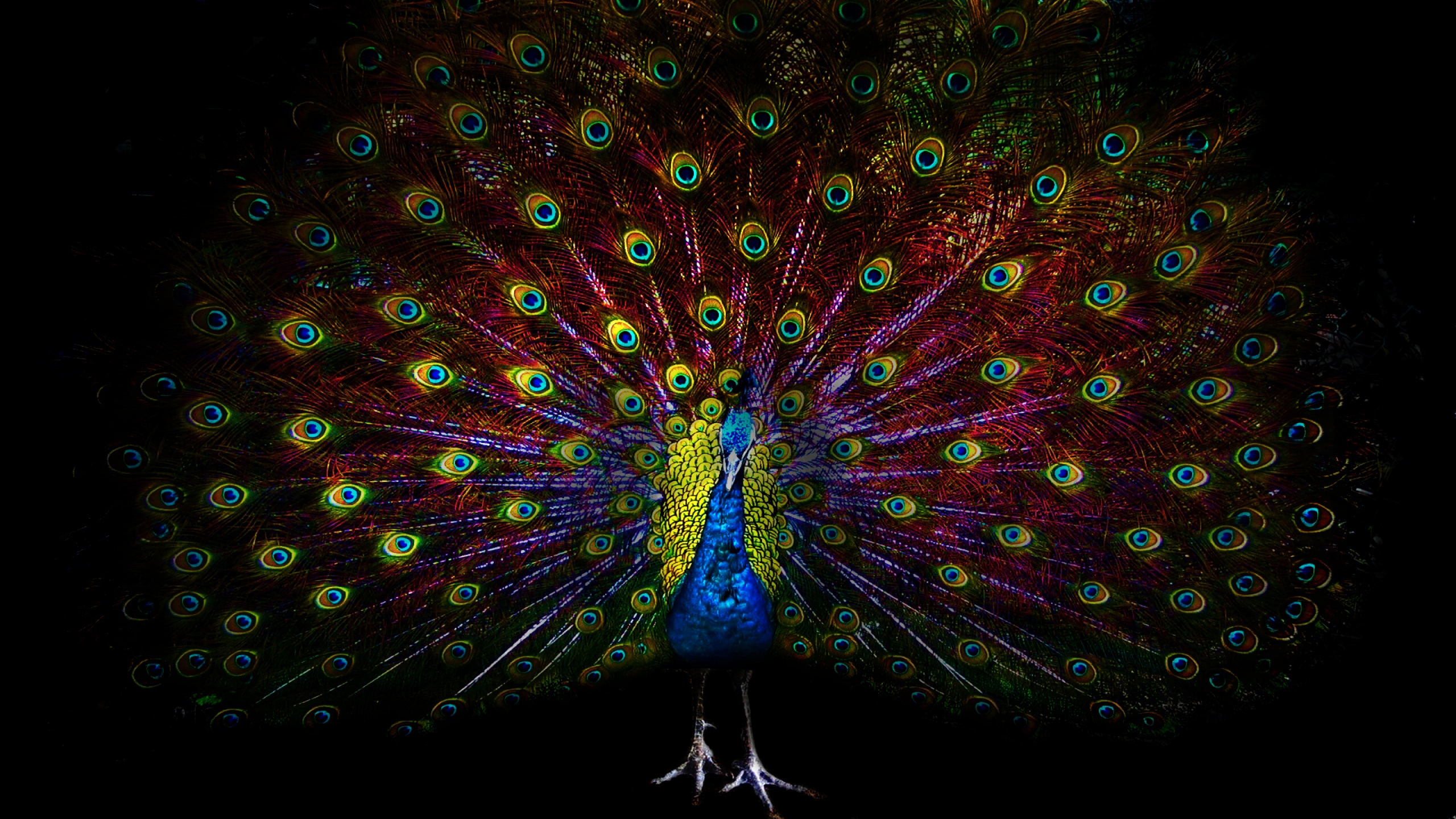 Peacock Feather Dark Background - HD Wallpaper 