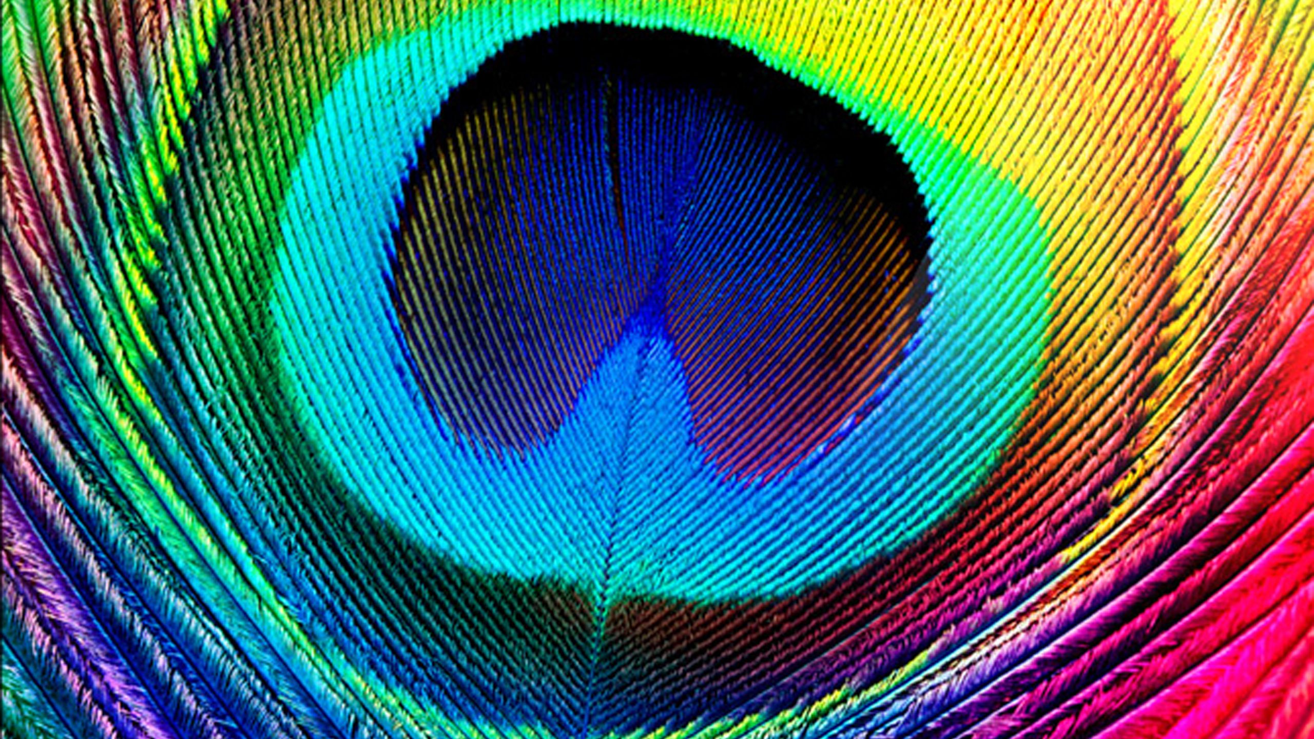 Peacock Feather Background - HD Wallpaper 