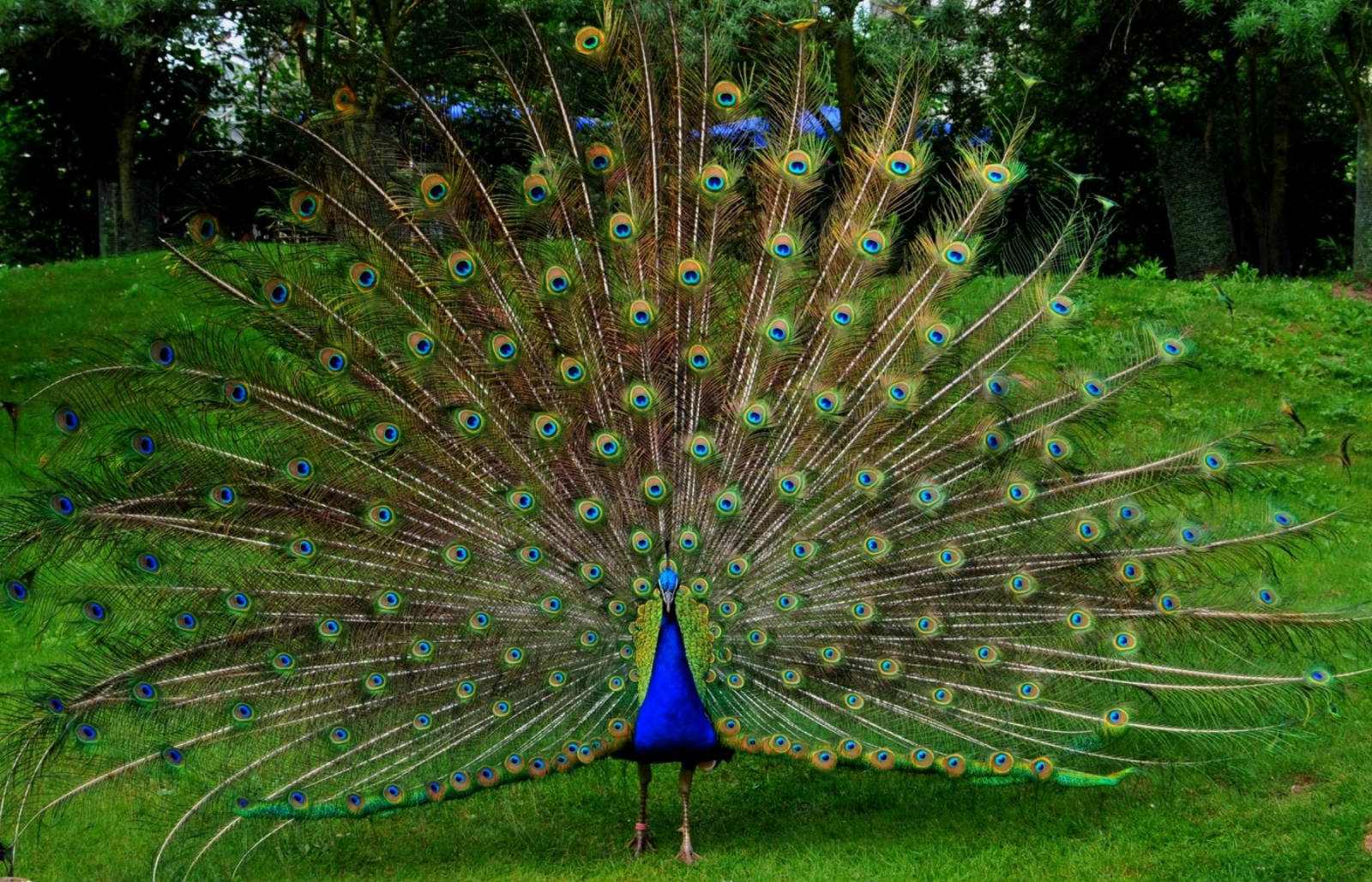 Peacock, Ua/11, Jpeg V - Hd Colorful Wallpapers Peacock - HD Wallpaper 