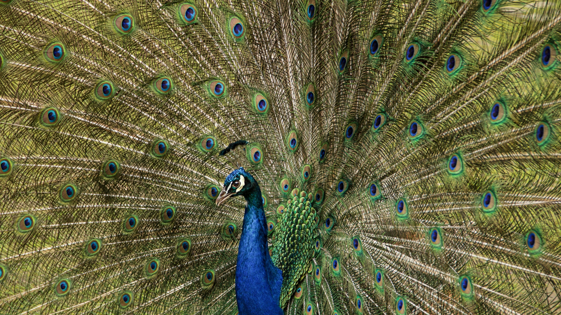 Plumage, Feathers, Dance, Peacock, Bird, Wallpaper - Latest Ultra Hd Image Of Dancing Peacock Bird - HD Wallpaper 