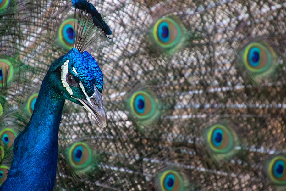 Peacock Feather Hd Wallpaper For Desktop - HD Wallpaper 