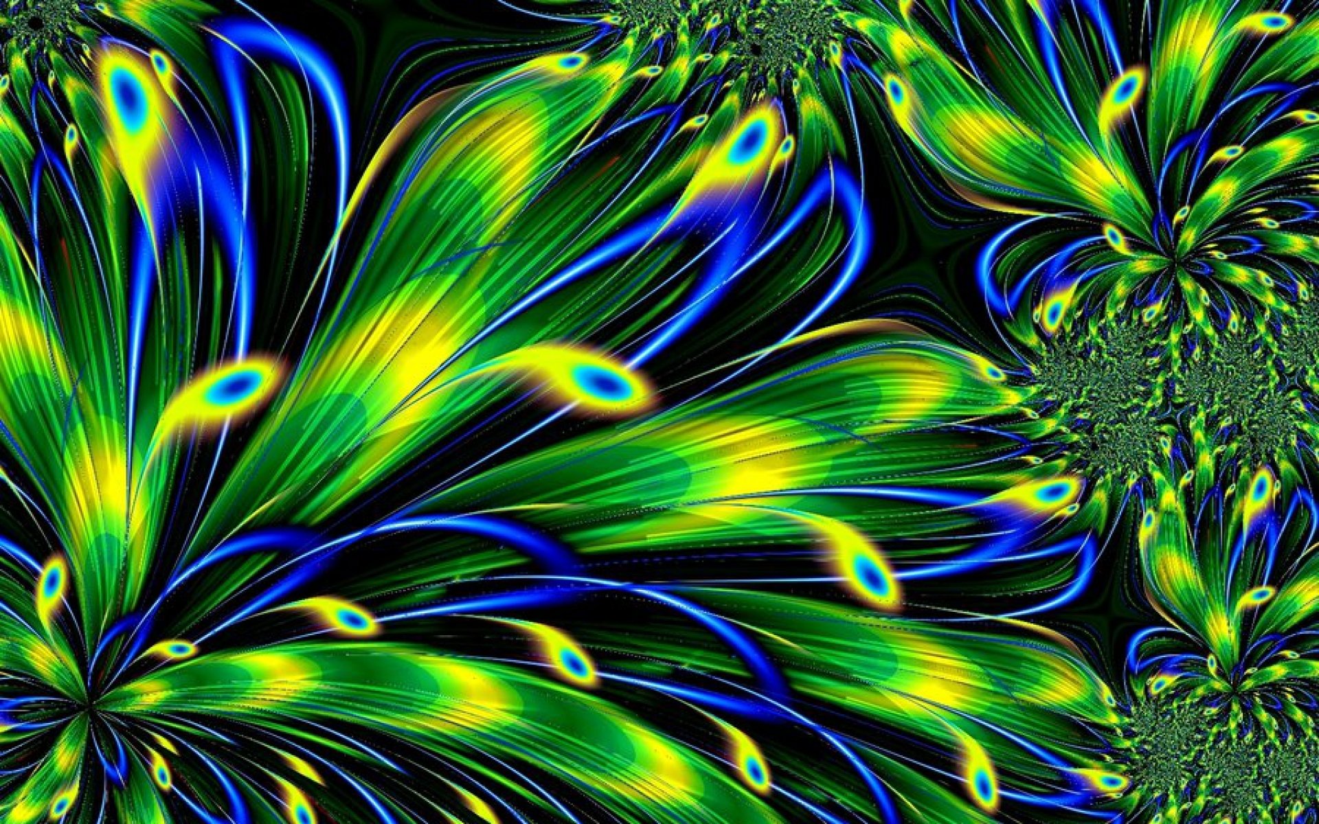 Peafowl - HD Wallpaper 