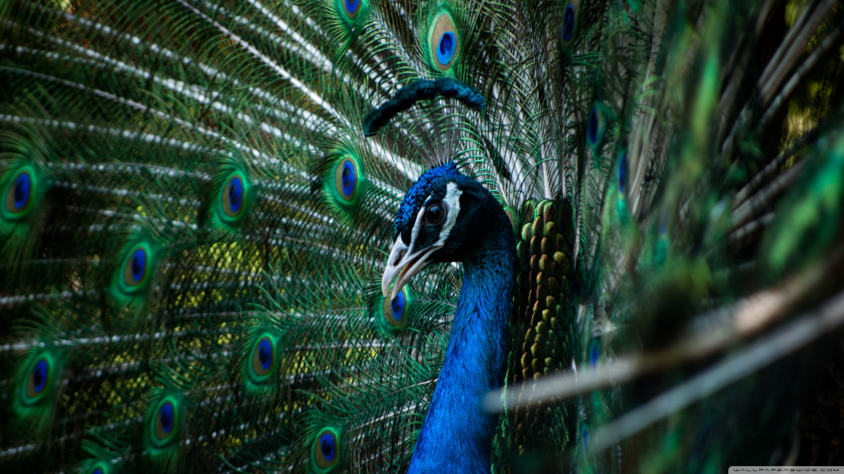 Peacock Wallpaper Hd - HD Wallpaper 