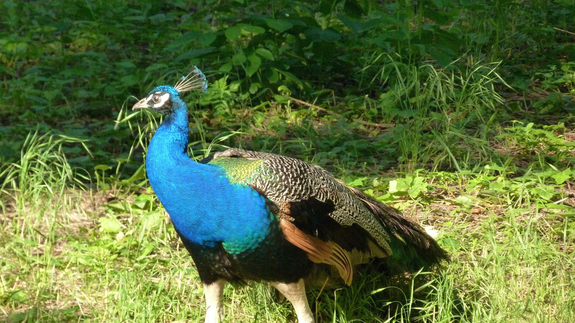 Peacock Images Hd - HD Wallpaper 