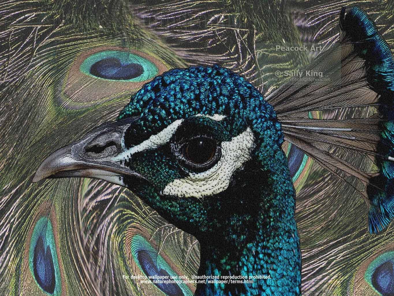 Peafowl - HD Wallpaper 