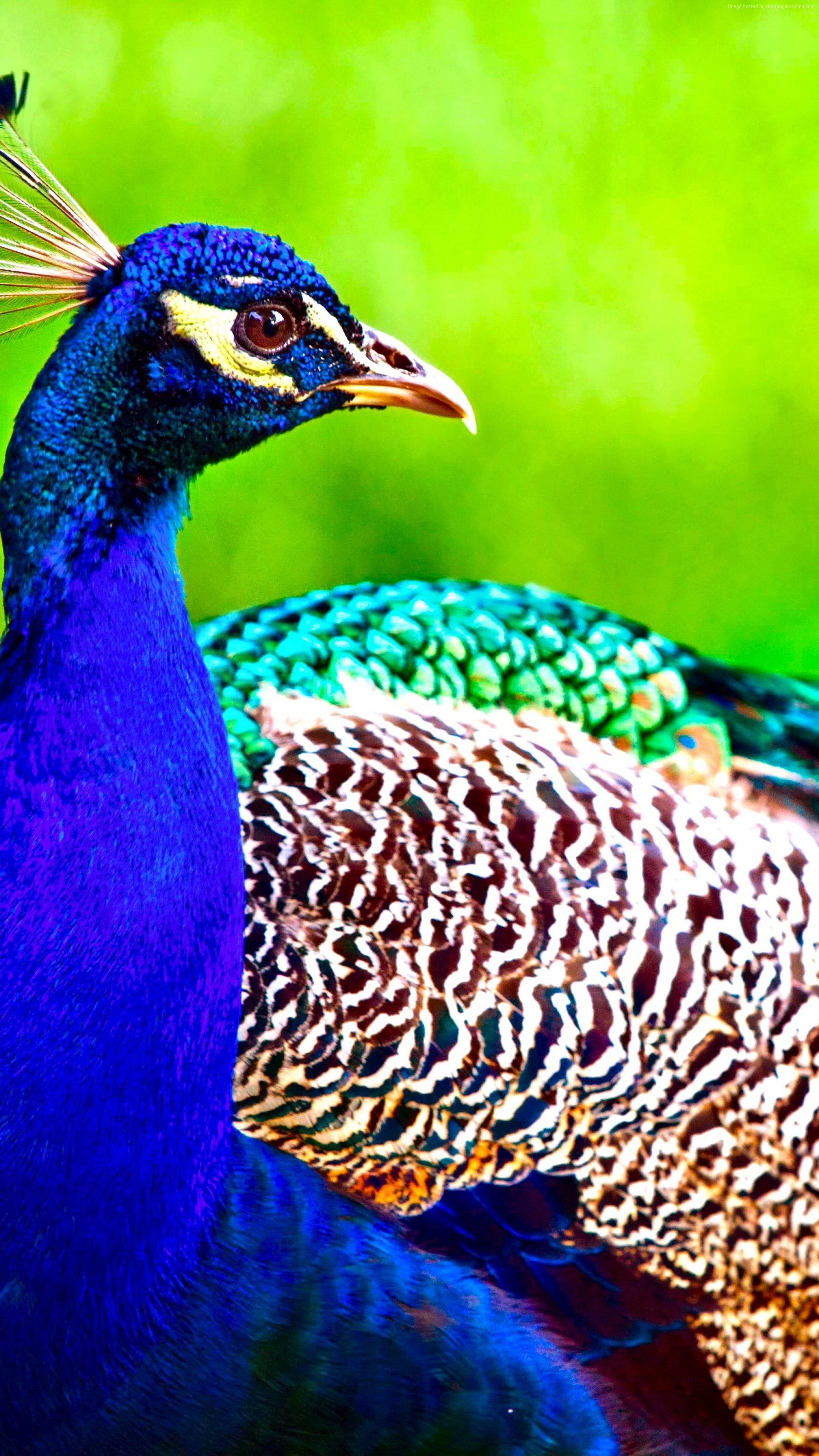 Peacock315869531 - Peacock - Peacock Hd Images Vertical - HD Wallpaper 