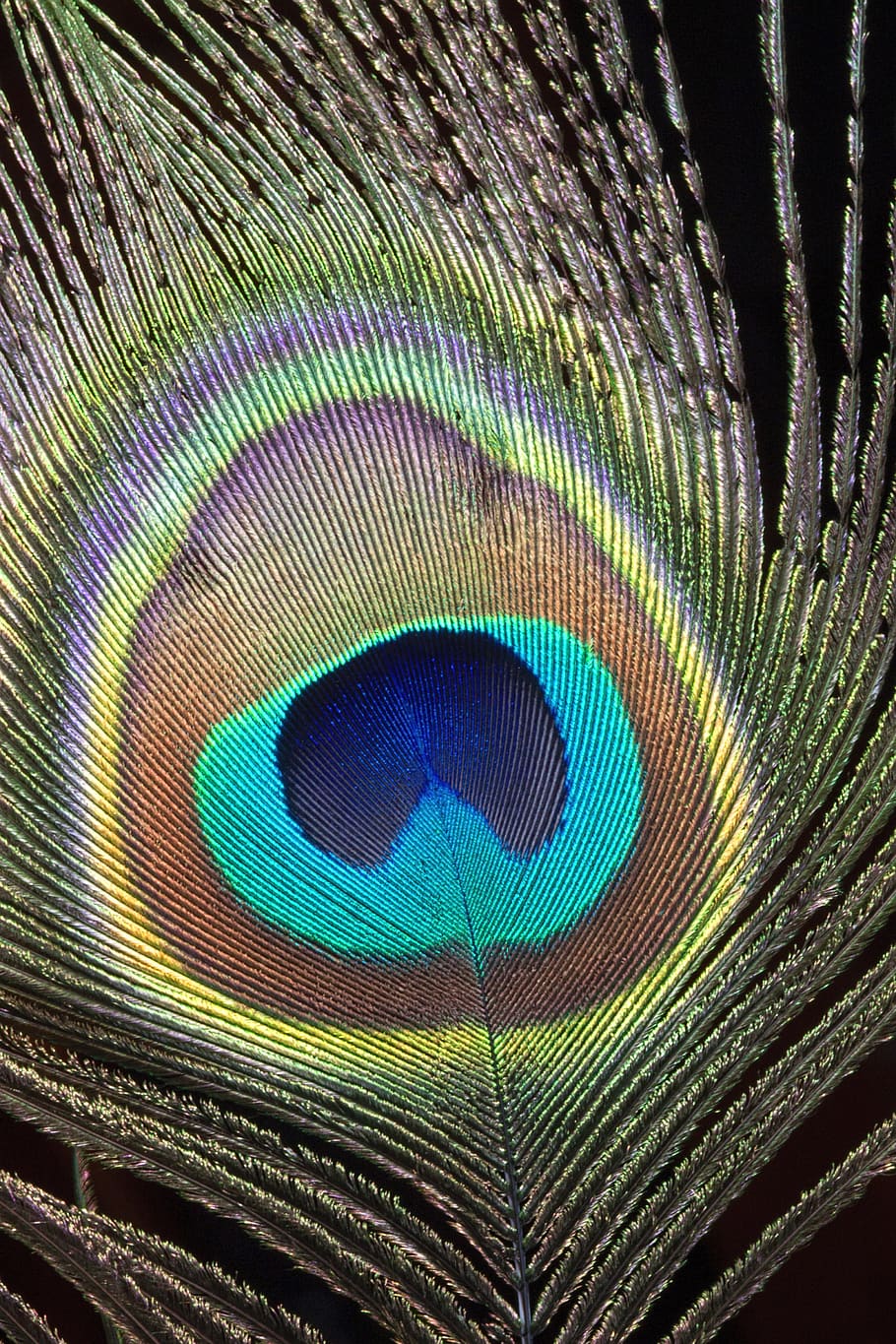 Peacock, Feather, Close-up, Macro, Bird, Colorful, - Pauw Veer Close Up - HD Wallpaper 