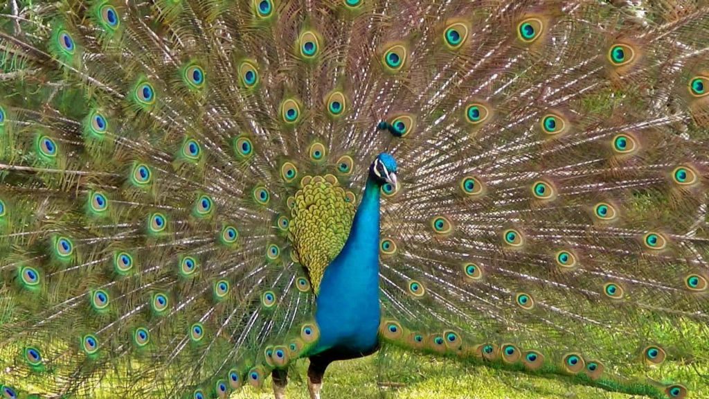 Peacock Peacock - HD Wallpaper 