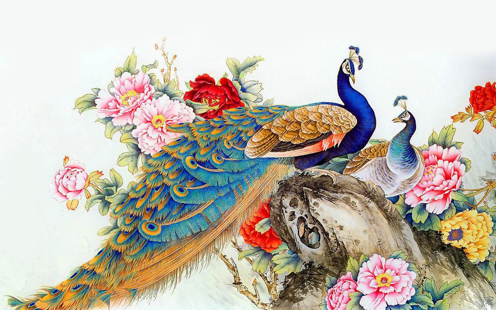 Beautiful Peacock Wallpaper - HD Wallpaper 