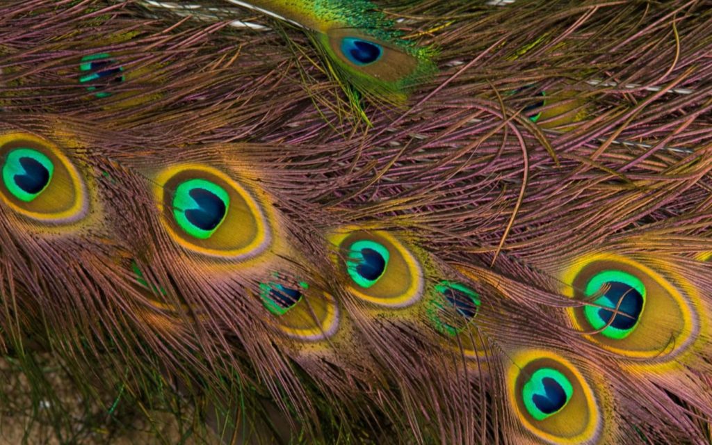 Hd Peacock Feather Wallpaper Designs - Texture Peacock Background Hd - HD Wallpaper 
