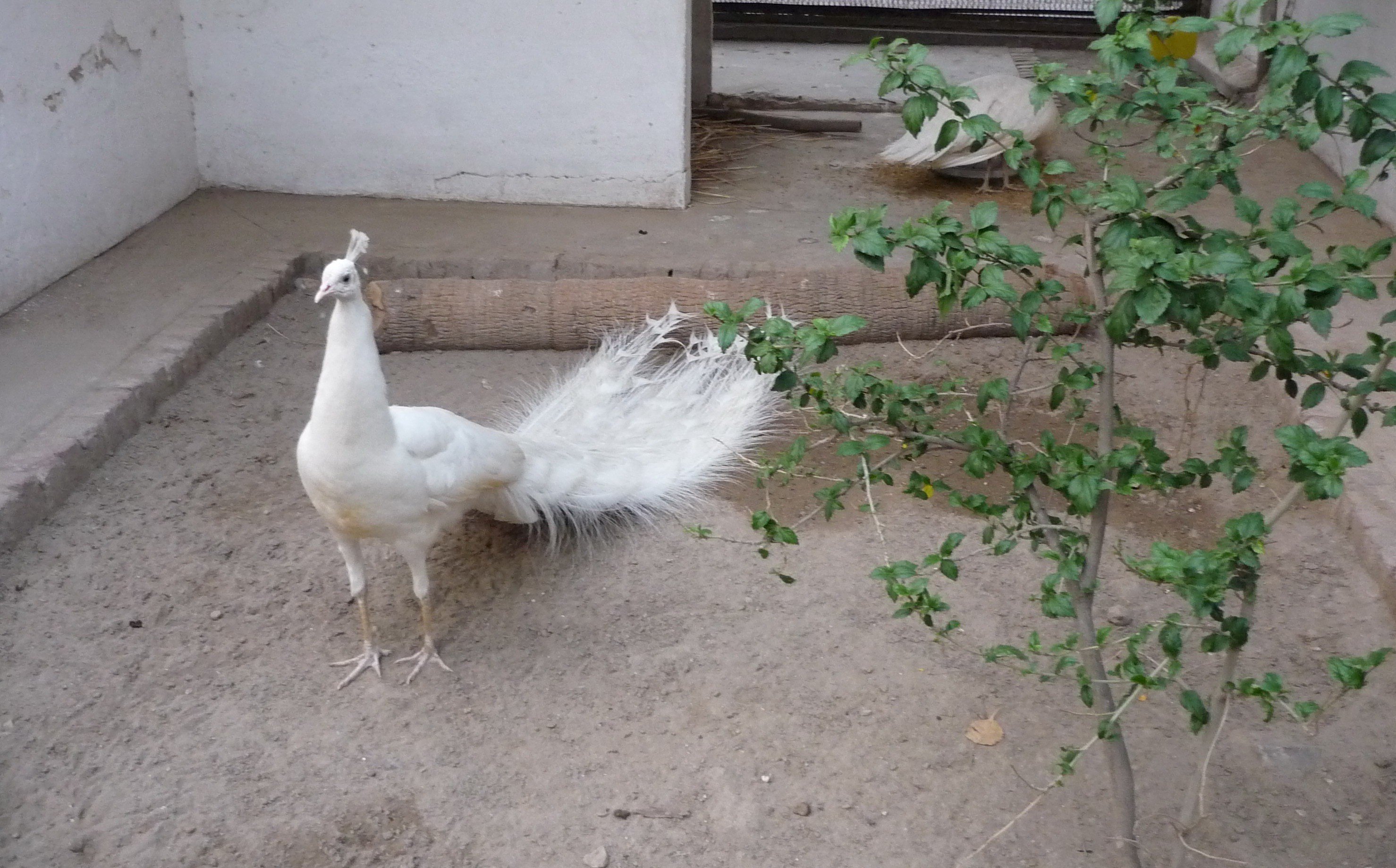 White Peacock At Home Pics - Original White Peacock - HD Wallpaper 