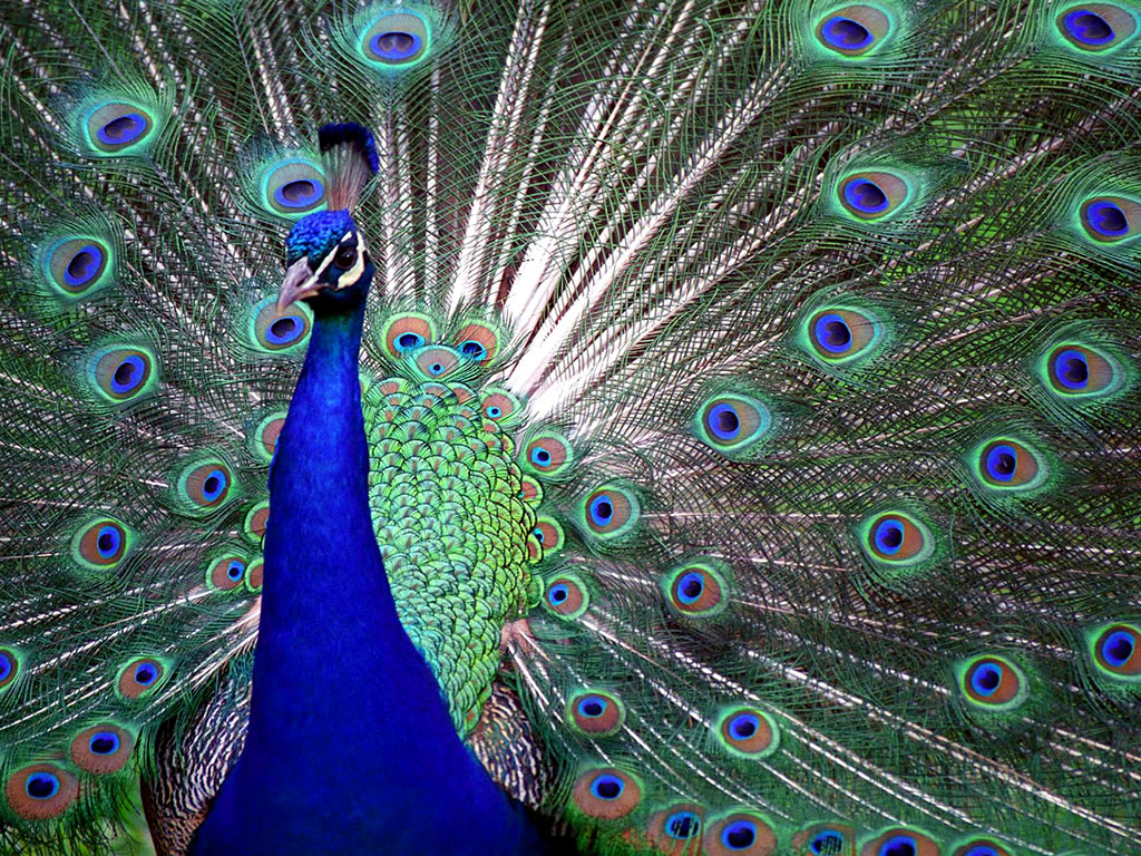 Black And White Photos Of Peacocks - HD Wallpaper 