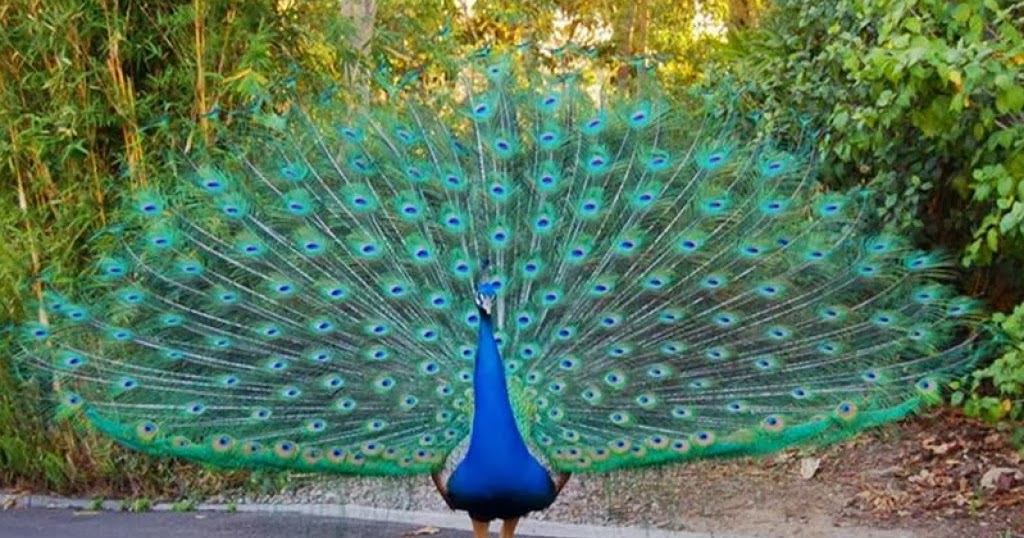 Beautiful Peacock Bird Photos - Dancing Peacock Images Hd - HD Wallpaper 