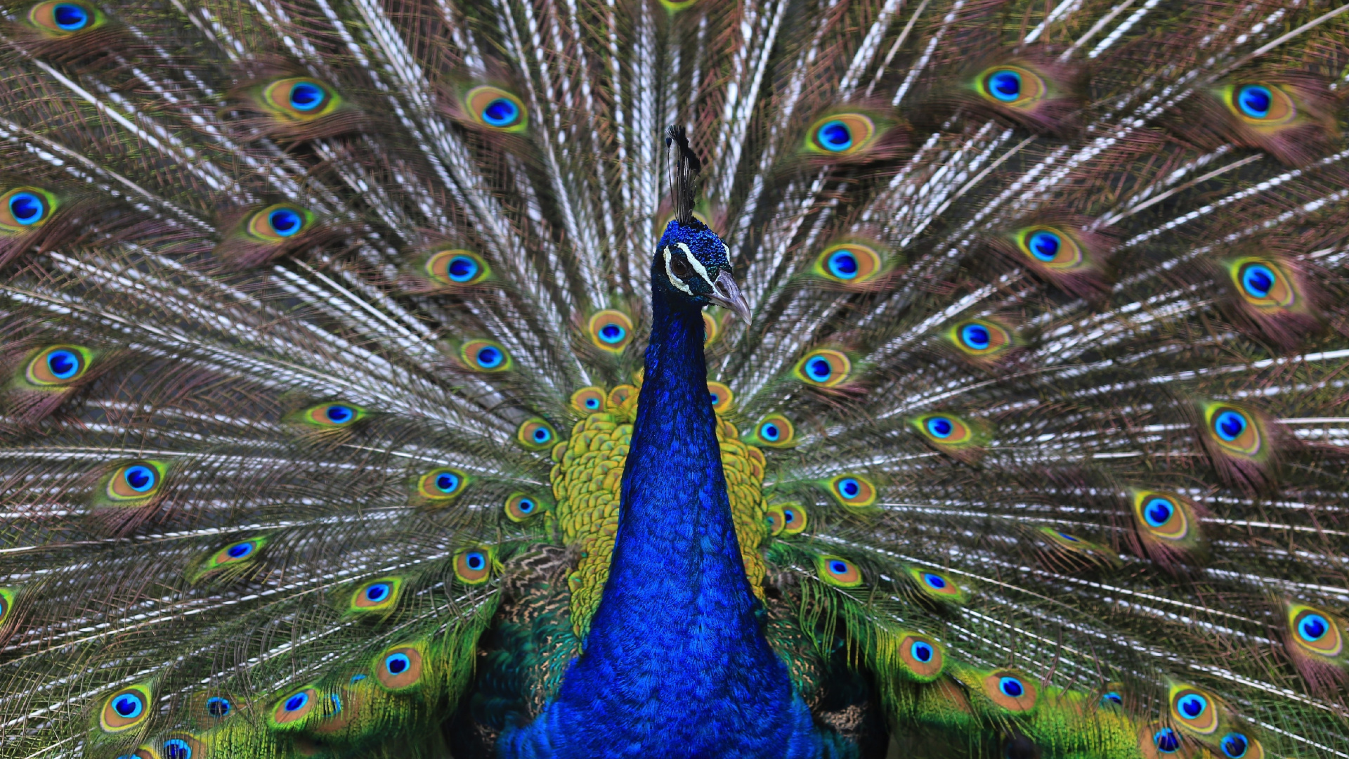 Plumage, Peacock, Bird, Dance, Wallpaper - Birds - HD Wallpaper 