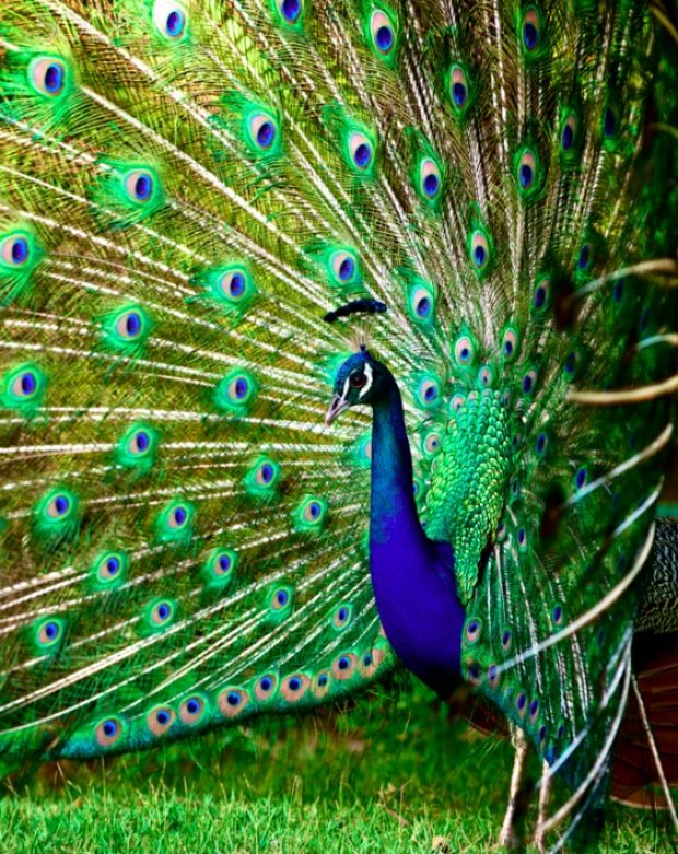 A Peacock - Peacock Dp For Whatsapp - HD Wallpaper 