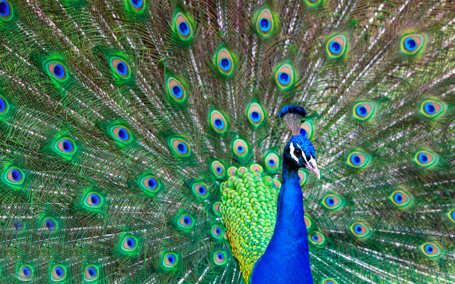 Beautiful Peacock Bird Images Gallery Wallpaper Data - Peacock Bird Images  Hd - 1920x1200 Wallpaper 