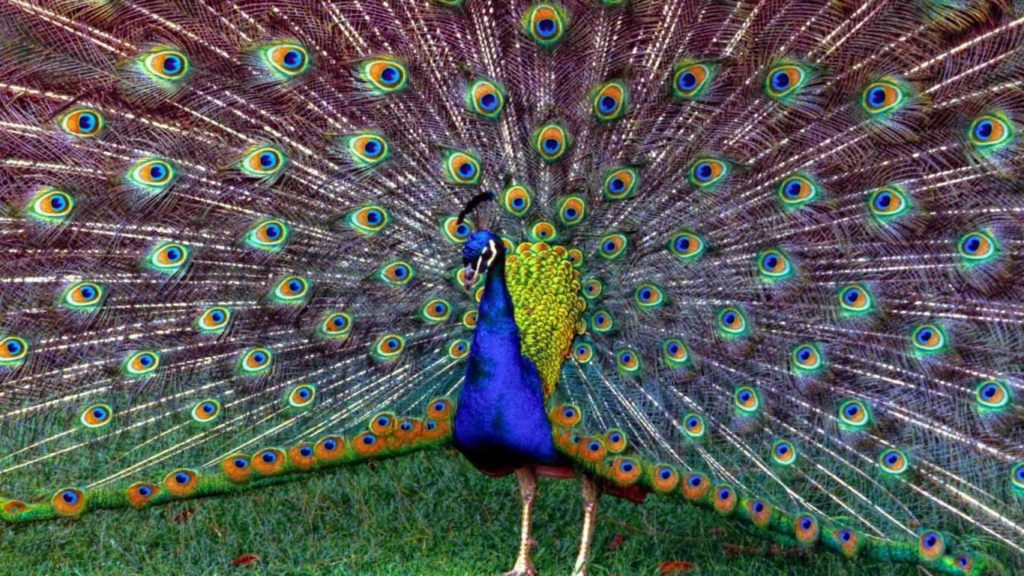 Hd Beautiful Peacock Desktop Wallpaper - Günlük Hayatta Örüntü Örnekleri - HD Wallpaper 