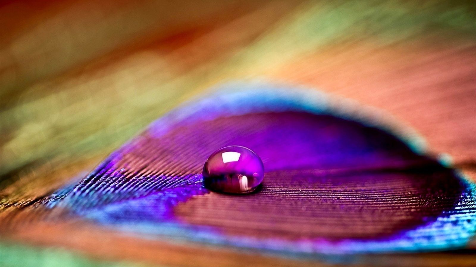Peacock Feather Water Drop - HD Wallpaper 