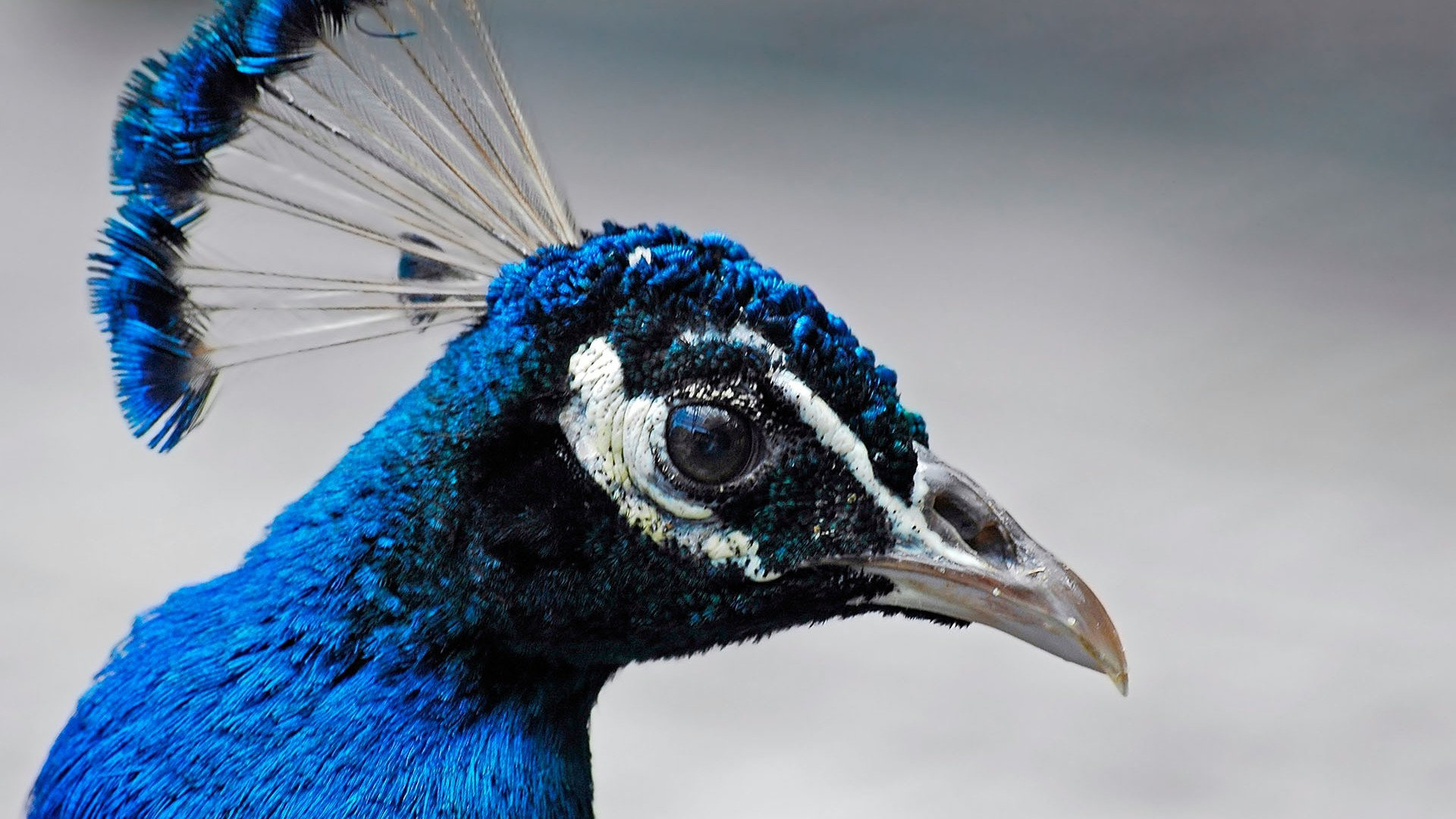 Download 1080p Peacock Pc Background Id - Wallpaper - HD Wallpaper 
