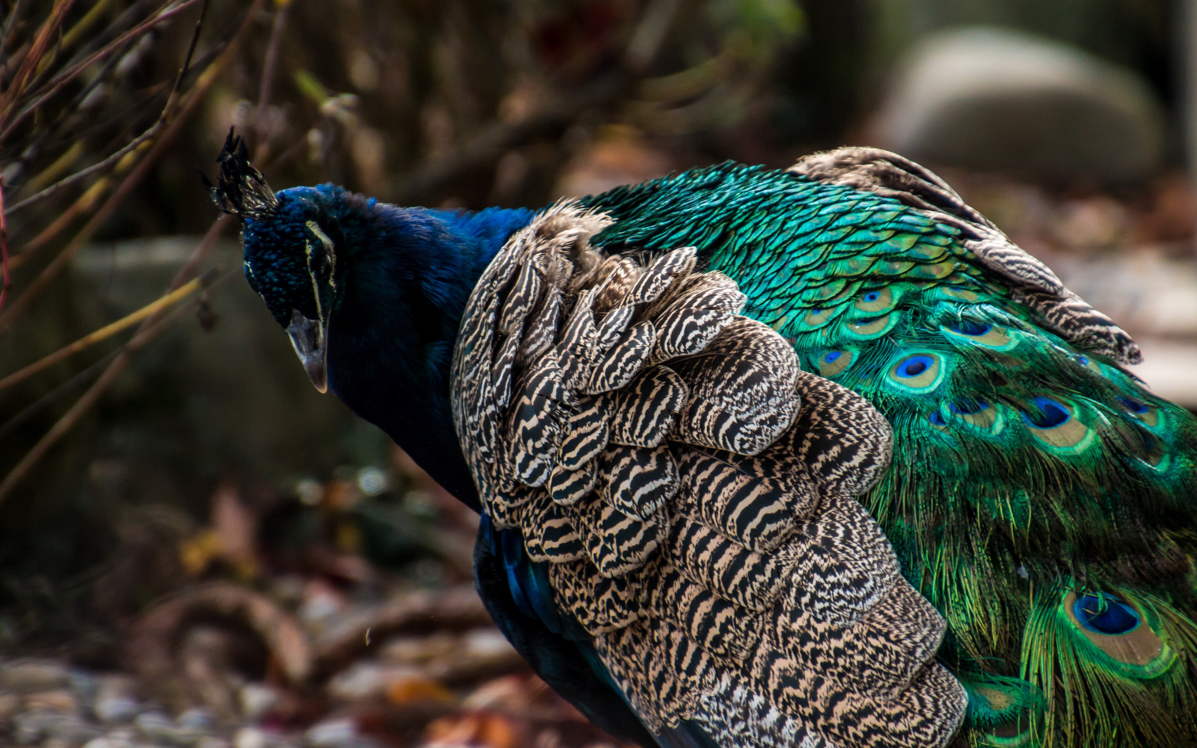 Wallpaper Peacock, Bird, Feathers, Color, Bright - 4k Ultra Hd Wallpaper Peacock - HD Wallpaper 