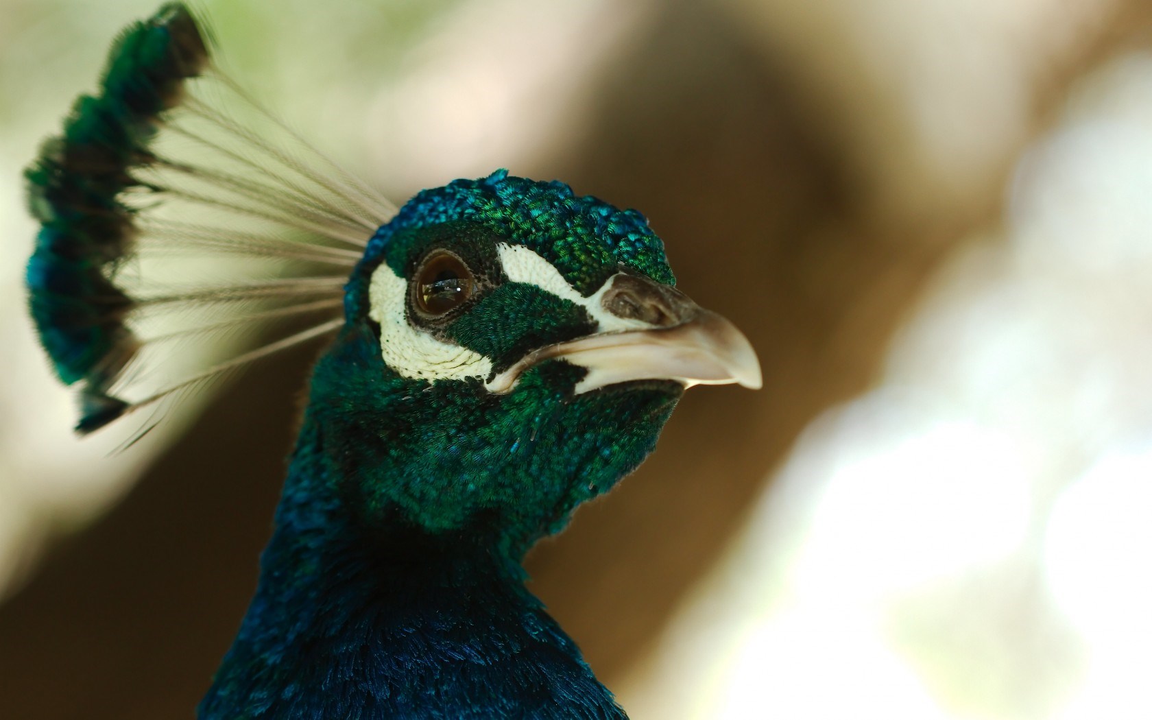Bird Peacock - HD Wallpaper 