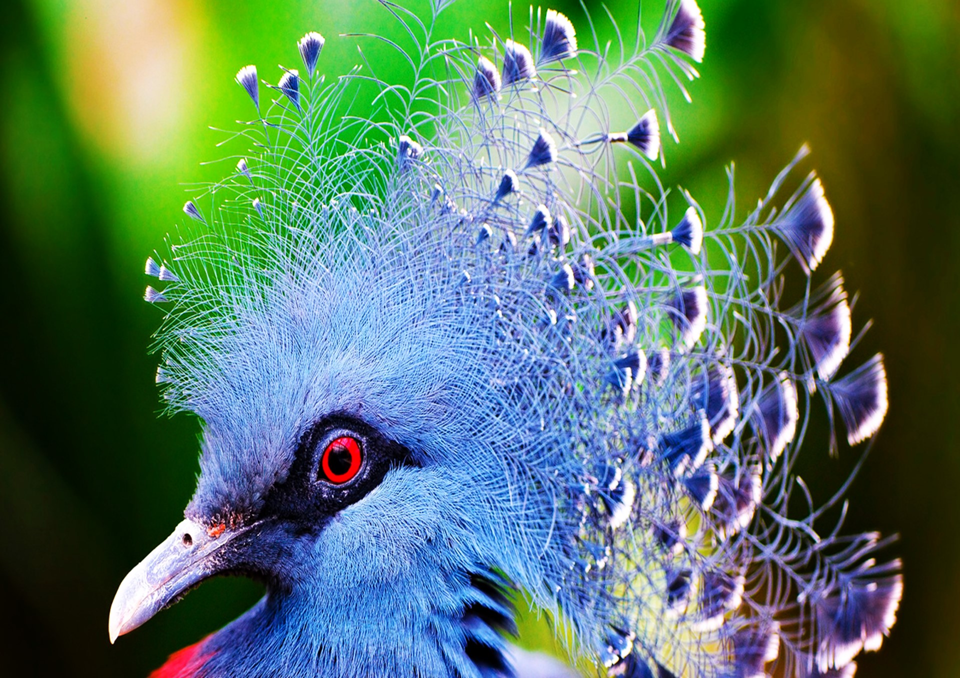 Peacock Feathers Images Hd - HD Wallpaper 