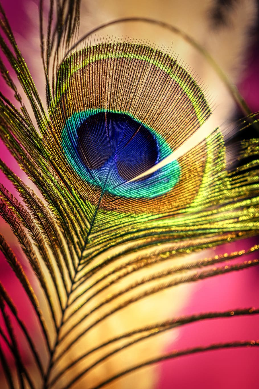 Peacock Feather, Colorful, Iridescent, Plumage, Nature, - Peacock Feather Hd Colorful - HD Wallpaper 