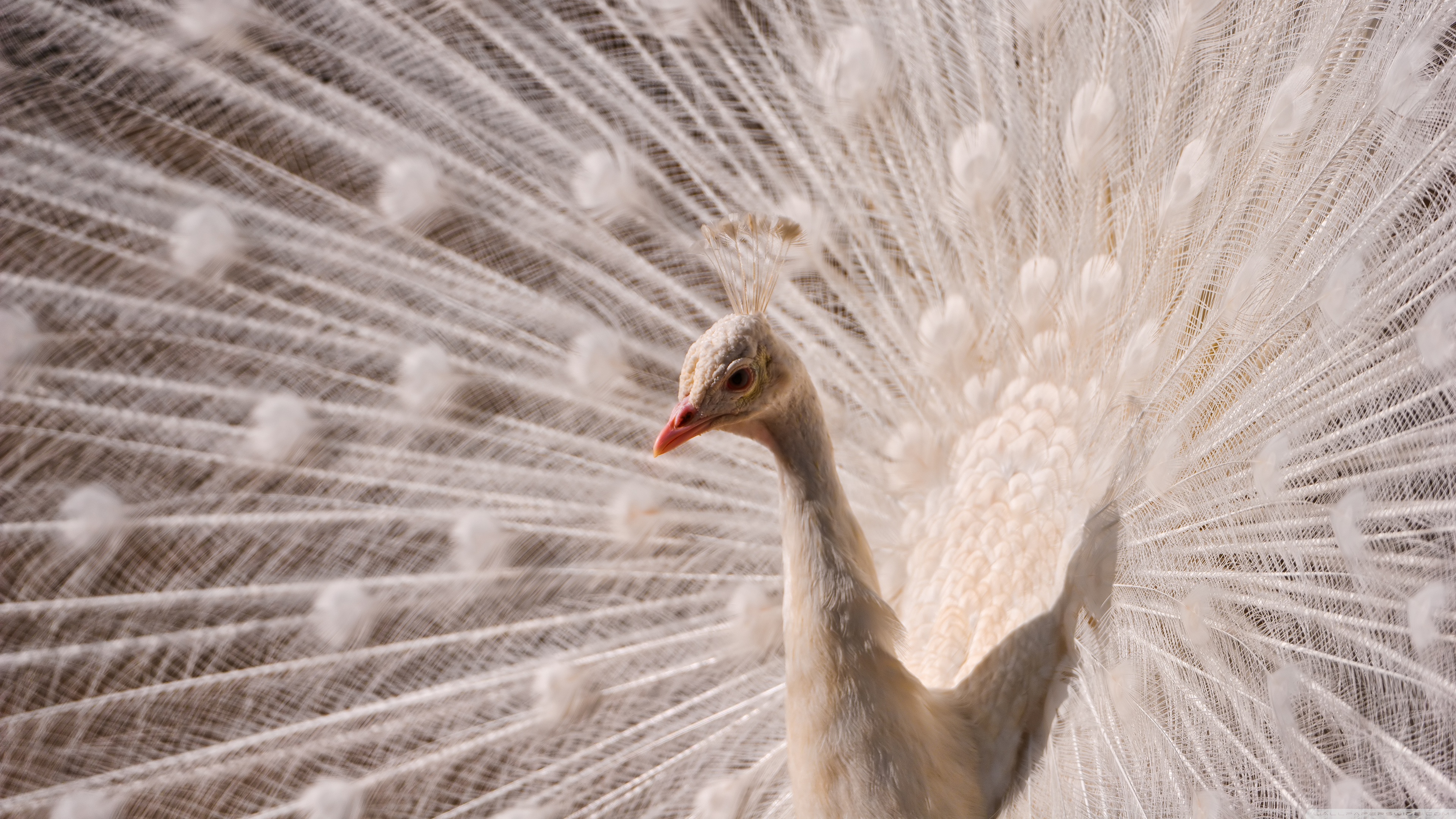 Peacock Wallpapers For Mac - HD Wallpaper 